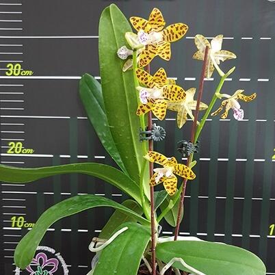 新品Sedirea japonica × Vandopsis parishii 名護蘭× 萬歲蘭花香蘭花