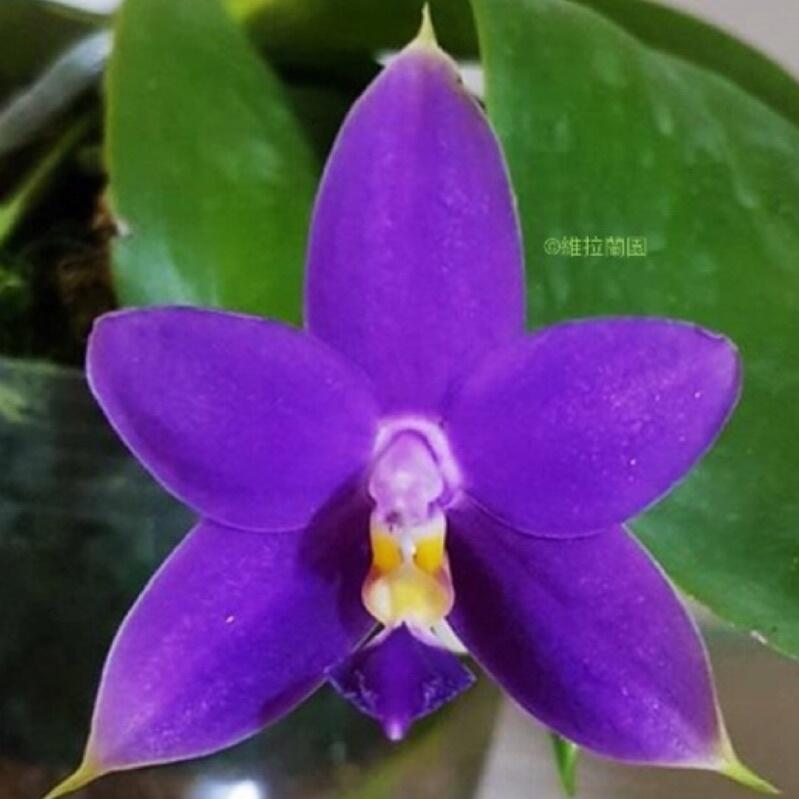 新品特殊色稀少原生種Phal. violacea var. indigo × sib 濃香蝴蝶蘭蘭花| 露天市集| 全台最大的網路購物市集