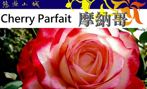 摩納哥公爵 Cherry Parfait。悠遊山城(創始店)5-6吋盆玫瑰~特價250
