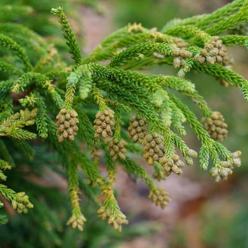 日本製 日本柳杉精油 5ml 南會津雪松精油 Japanese Cedar 蒸氣蒸餾 彷彿置身山林深處的自然氣息 原裝 | 露天市集 | 全台 ...