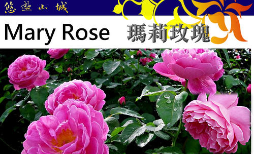 英玫瑪莉 Mary Rose。悠遊山城(創始店)5-6吋盆玫瑰~特價250