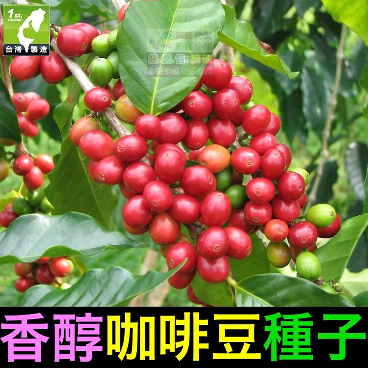 ㊣【我會發芽】咖啡豆種子 觀果種子 家庭盆栽 易栽好活 陽台盆栽  (約10粒/包)30元