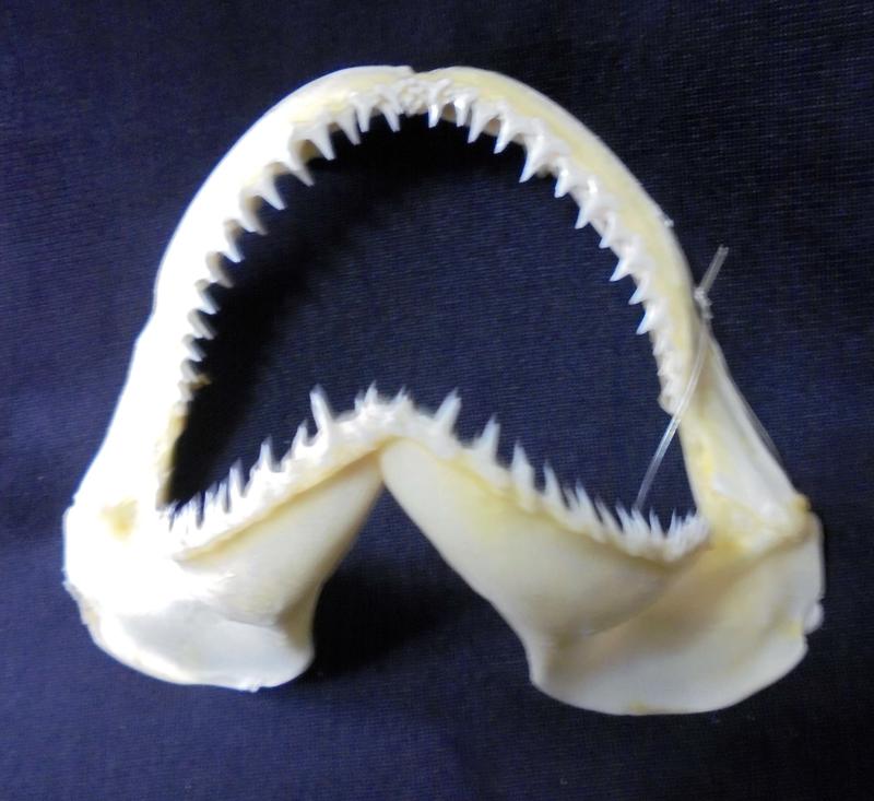 [深海狐鯊嘴牙] 13公分深海狐鯊Bigeye Thresher魚嘴.專家製作雪白無魚腥味! 是標本也是掛飾 #11