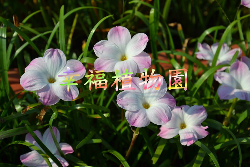 [幸福植物園]風雨蘭 莉莉派Zephyranthes sp.Labuffarosa Lily Pies