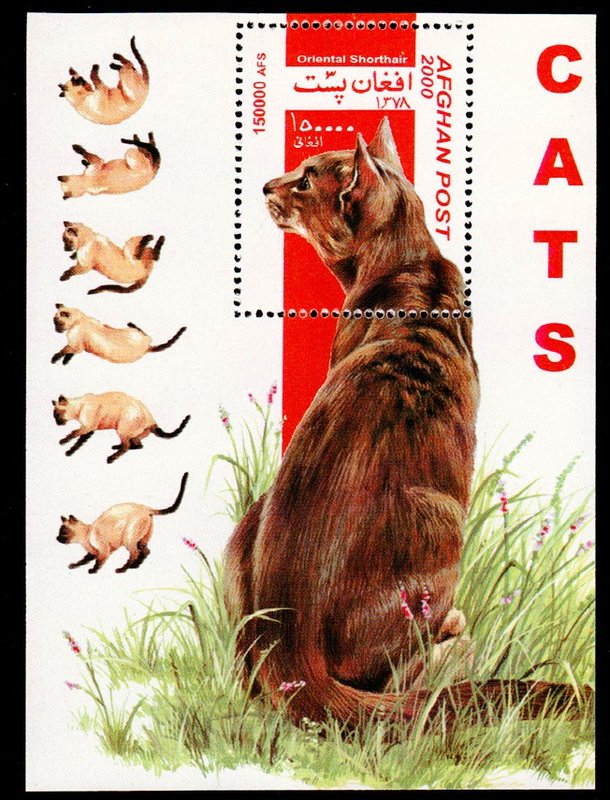 ★熊熊購物★阿富汗2000年 貓 家貓 郵票小型張 全新   6