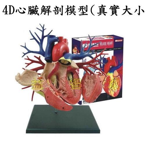 益智城《教學人體模型/人體器官模型/DIY模型/心臟模型/科學玩具教具/4D Master 》4D心臟模型(正常尺寸)