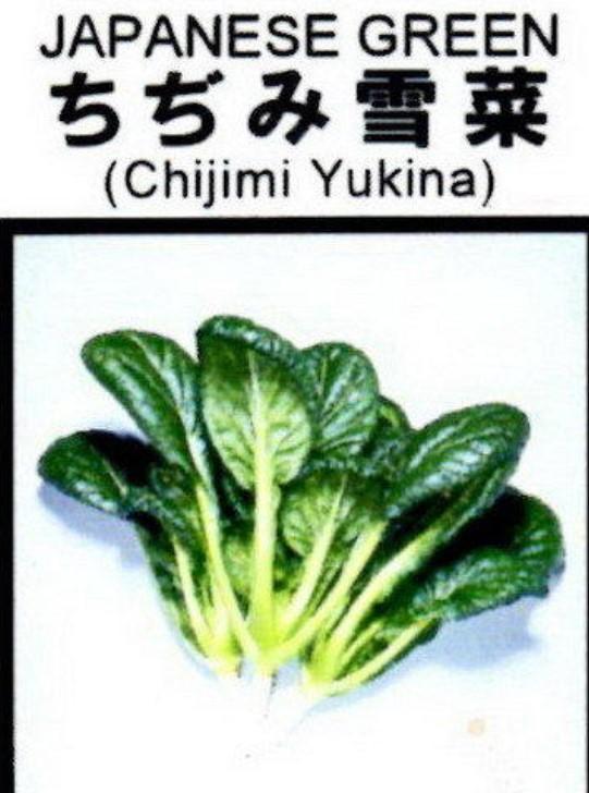 日本雪菜種子1000粒30元