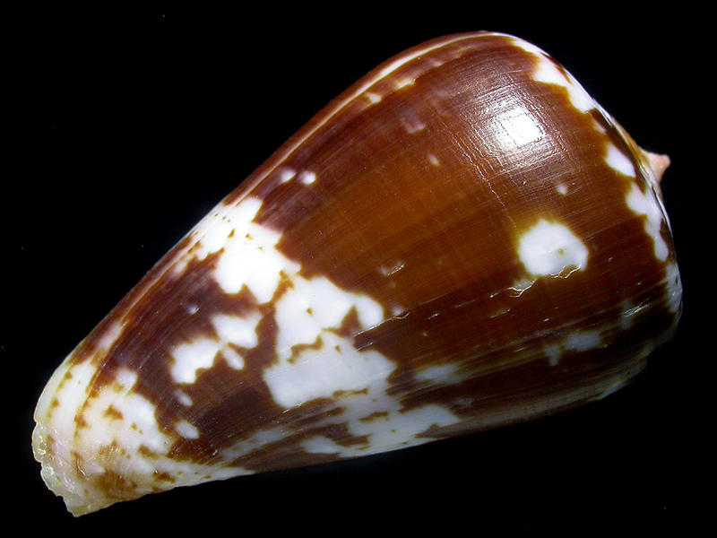 ＜寶貝窩＞貝殼標本＊Conidae芋螺科：Conus ermineus-烏龜芋螺