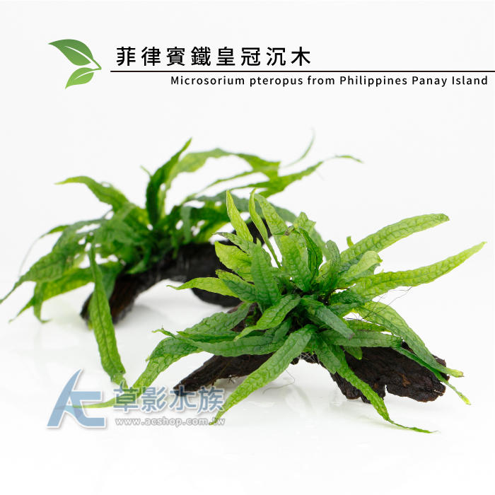 【AC草影】菲律賓鐵皇冠沉木【一棵】陰性水草 陰性草