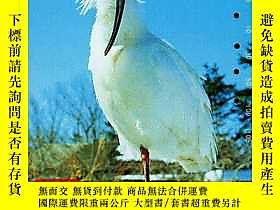 古文物 BG-C3 日本80罕見末90 初 卡/鳥類專題朱 （Nipponia nippon）。露天7799 