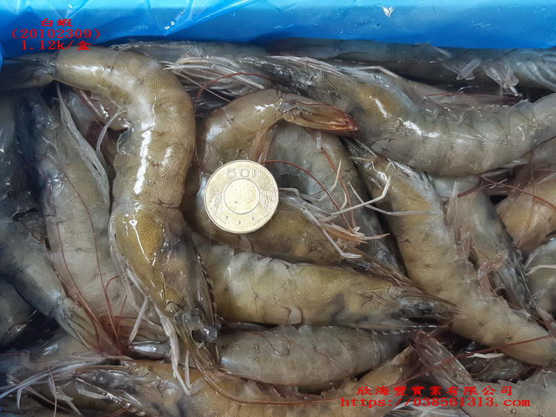 【海鮮7-11】 免運專案   超大生白蝦一組4盒裝    每盒1.2公斤   肉質的鮮甜Q彈  **每組1750元**