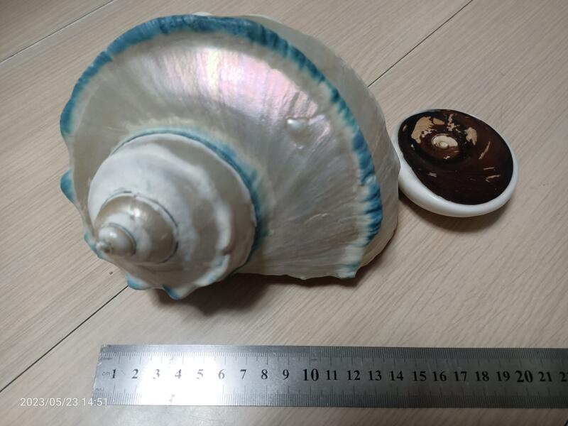夏潮。夜光貝的浪漫。第一牧志公設市場「きらく」－ 【味覺風景