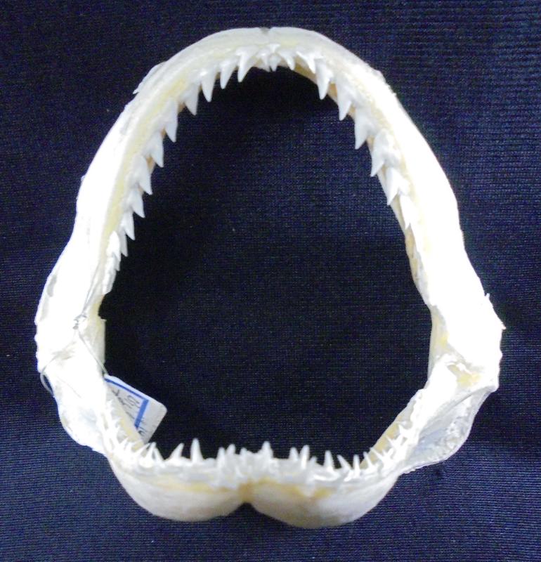 (灰三齒鯊嘴牙)11.5公分灰三齒鯊White-tip Reef.專家製作雪 白無魚腥味! 是標本也是掛飾! #7