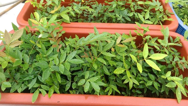 下單前先詢問庫存()東哥阿里種苗批發價 東革阿里 東格阿里台灣生產的種子發芽的幼苗