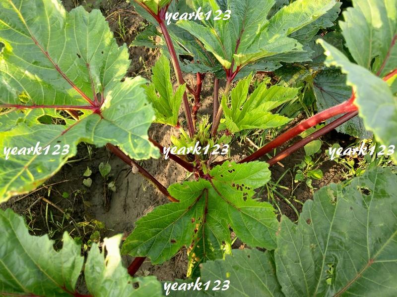 【秋葵】紅秋葵種子(種籽)~台灣種植健康自然生長~~~每包120粒35元