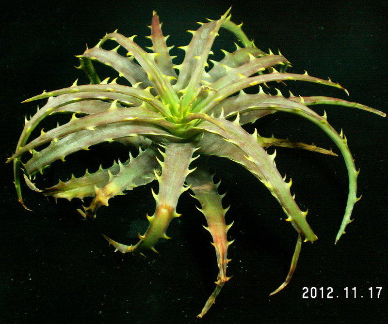 dyckia 白系5品種set-