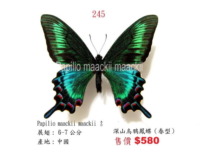 蟲新發現╭○-○╮蝴蝶標本A1~深山烏鴉鳳蝶（春型）  展翅：6~7CM 產地：中國