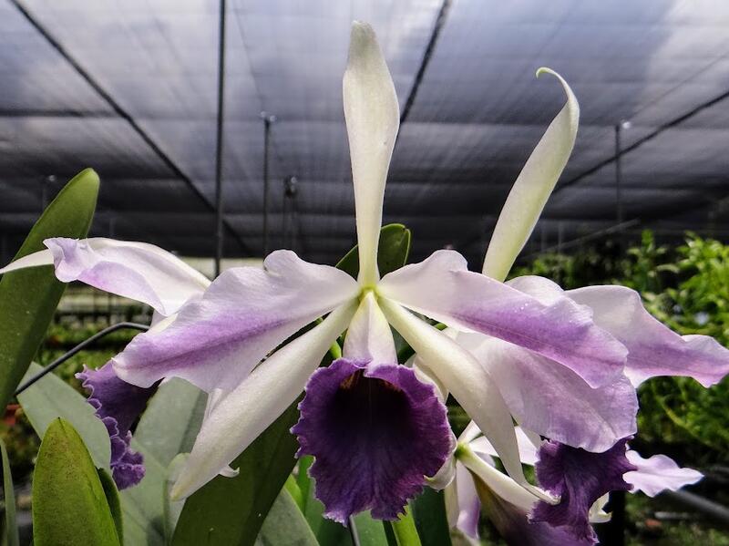 洋蘭 原種 C.C.G.Roebling'Blue Indigo' 端午佳節大家愉快.小胖妹推薦