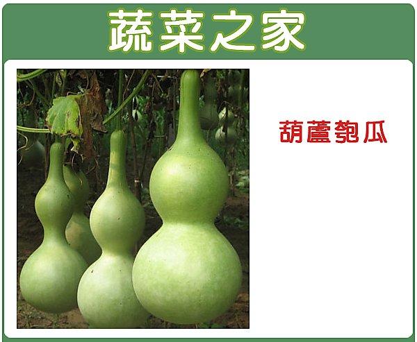 【蔬菜之家滿額免運00G32】大包裝.葫蘆匏瓜種子12克(約75顆)