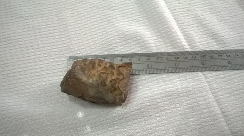 奇石雅石生痕化石