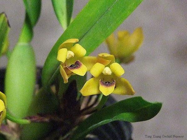 大眾蘭園　　小朵黃色液唇蘭　　Max.variabilis　　