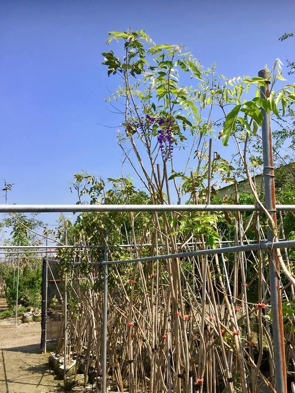 《榮恩園藝》南非樹紫藤，高度3米，米徑3-5公分