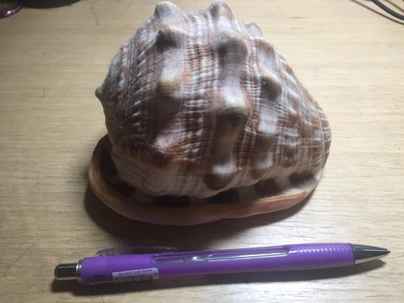 天然 大貝殼
