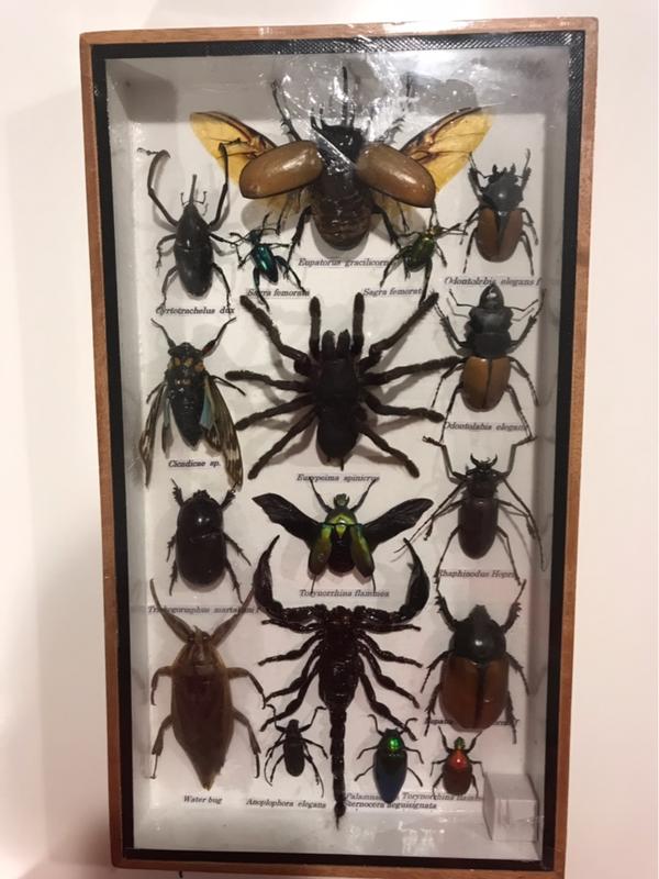 昆蟲標本（17隻）