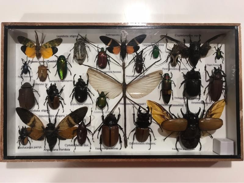 昆蟲標本（25隻）