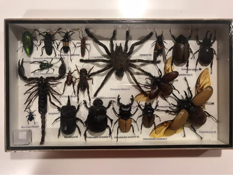 昆蟲標本（19隻）