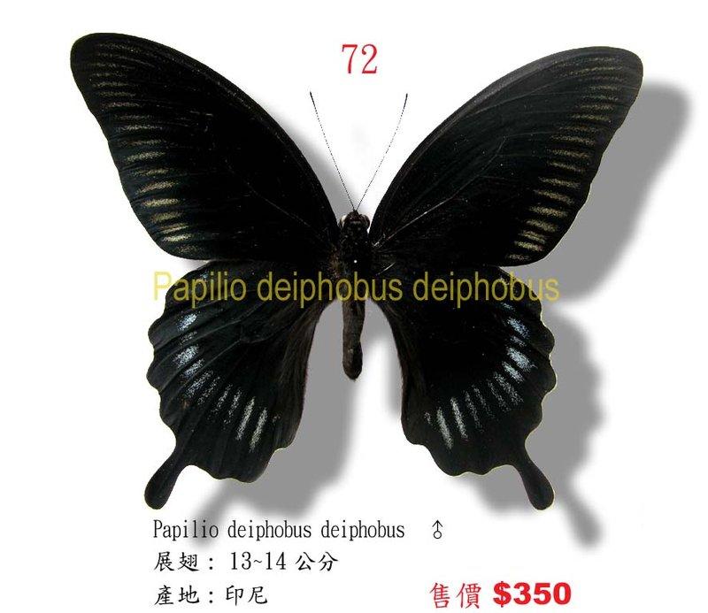蟲新發現╭○-○╮蝴蝶標本A1~印尼大鳳蝶展翅13~14CM 產地：印尼