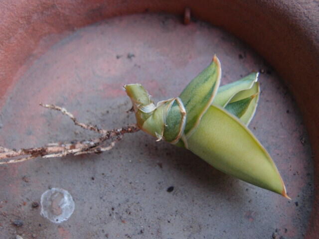 仙人掌&多肉植物--Kimayo blue 濃黃斑2