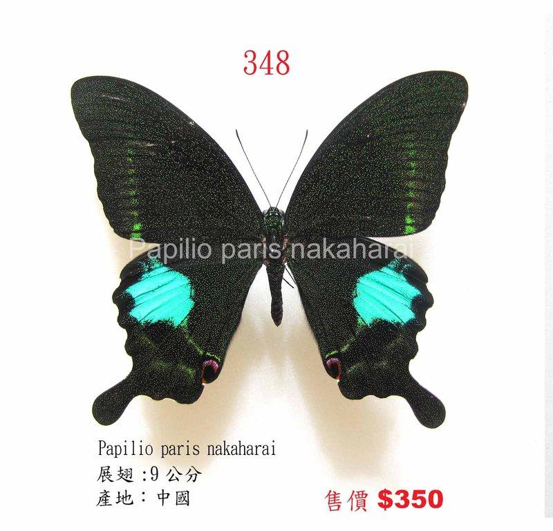 蟲新發現╭○-○╮蝴蝶標本A1~大琉璃紋鳳蝶展翅9CM 產地：中國| 露天市 