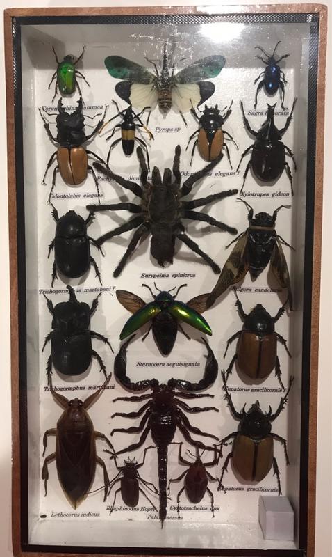 昆蟲標本（18隻）
