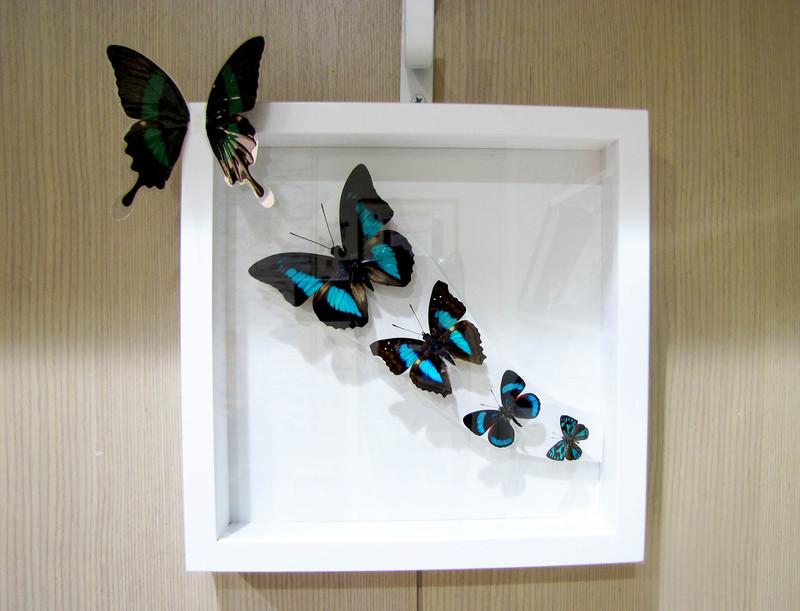 蟲新發現╭○-○╮蝴蝶標本A1 ~ 作品名稱：跳脫框架- 步步高升（青色組