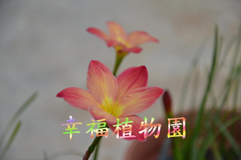[幸福植物園]風雨蘭 欽達Zephyranthes Chinda