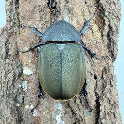 【甲蟲部落】南洋大兜蟲 CCK 單母成蟲