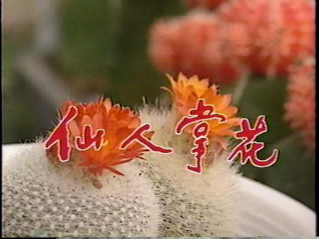 1993 中視 仙人掌花 張晨光 張玉嬿 焦恩俊 席曼寧 蔣黎麗