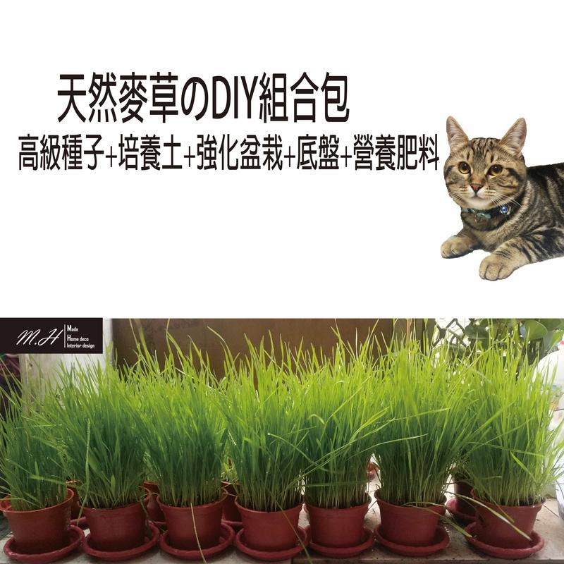 M.H 瑪奇 (DIY培養土) 大麥草 小麥 燕麥 黑麥 貓草種子 貓草種植 小麥草種子 貓草 天然化毛膏