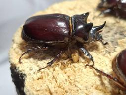 (可動模型) Strategus aloeus julian...