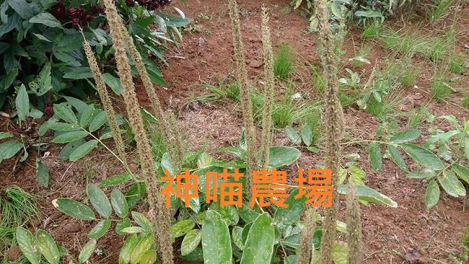 ~~神喵農場~~-狗尾草(通天草)種子 (已脫殼) 260粒$30 | 露天市集 | 全台最大的網路購物市集