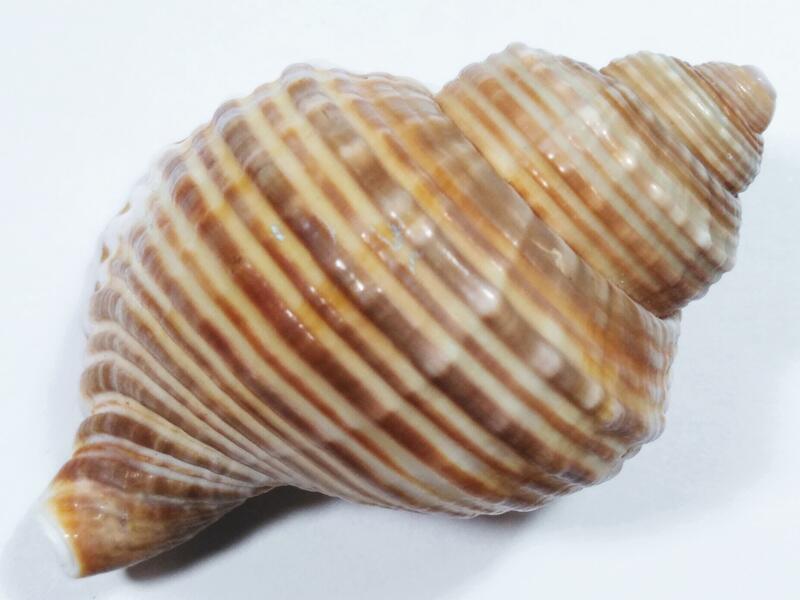 ＜寶貝窩＞貝殼標本＊Cymatiidae：Linatella caudata-鶉法螺