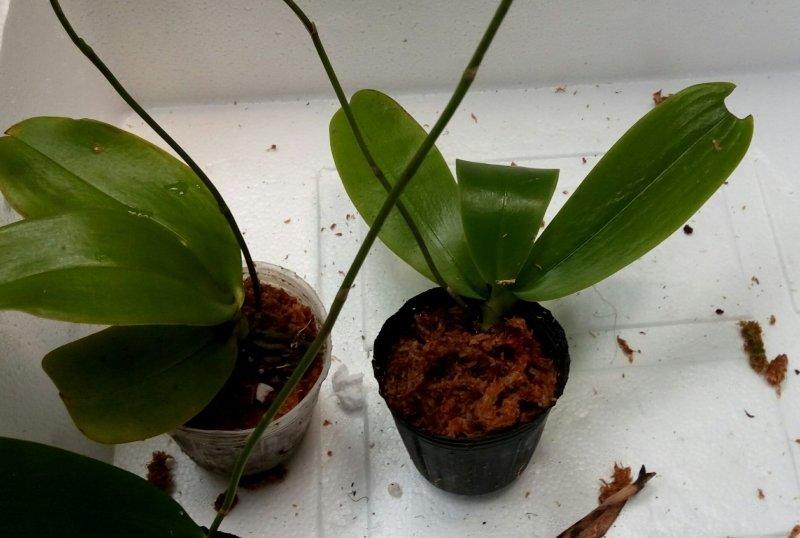 奇蘭園-Phalaenopsis aphrodite(apayao)