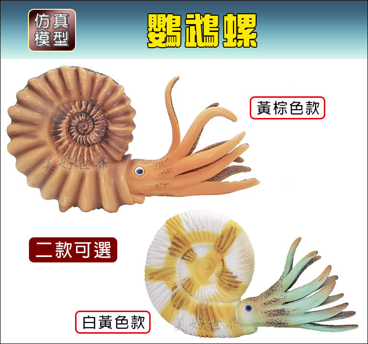 活化石【鸚鵡螺】2款可選_優質仿真模型 海洋動物_水族 益智 擺飾 玩具_新品現貨 面交