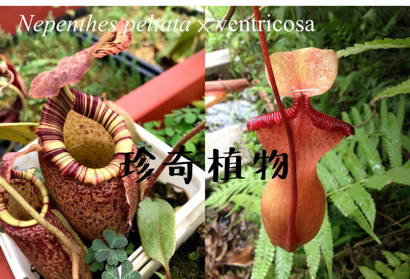 「 珍奇植物 」食蟲植物 豬籠草  peltata x ventricosa
