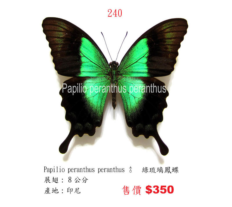 蟲新發現╭○-○╮蝴蝶標本A1~綠琉璃鳳蝶展翅8CM 產地：印尼| 露天市集 