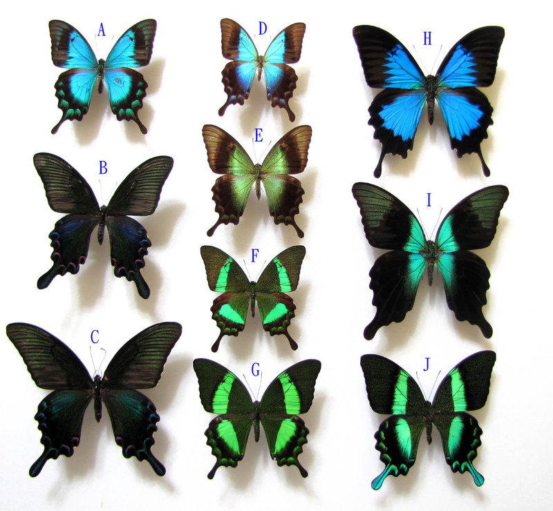 蟲新發現╭○-○╮蝴蝶標本A1~ 鳳蝶科比例尺產地：亞洲區| 露天市集 