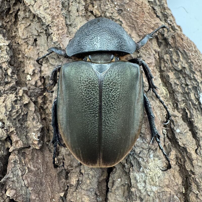 [甲蟲部落]婆羅洲南洋大兜蟲母成蟲