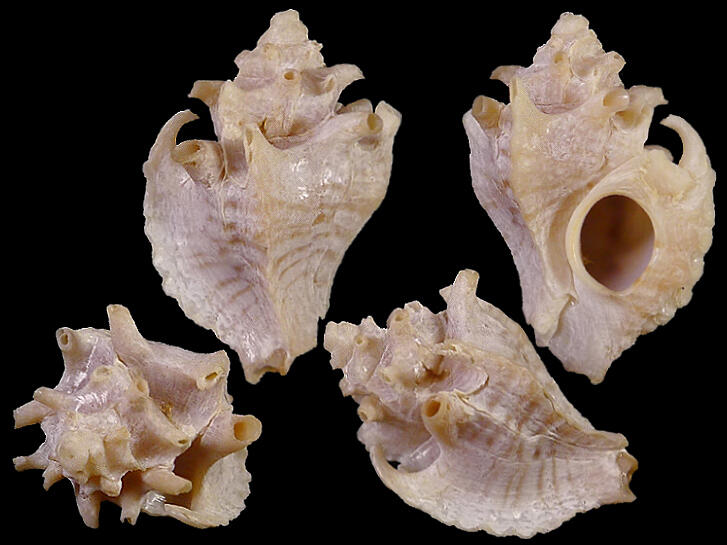 [ Shellbay ] ~ 骨螺 Typhis belcheri (14.6 mm) ~
