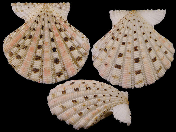 [ Shellbay ] ~ 奇美海扇蛤 Excellichlamys spectabilis (27.2 mm) ~